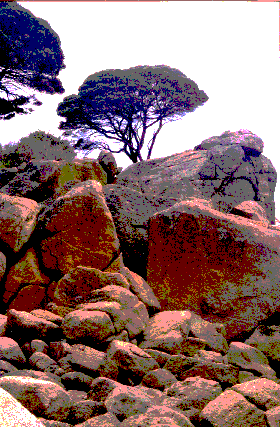 Shelley Beach - eastside boulders.